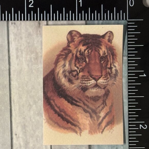 🌀10/$10🌀 Classic Vicious Cats Lion Tiger Cheetah Reusable Washi Sticker Decal - Picture 1 of 1